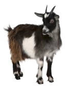 userpicture
