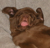 userpicture