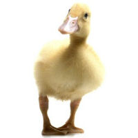 userpicture