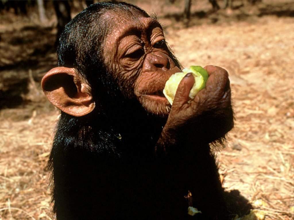 Verstandige aap