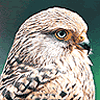 userpicture