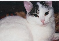 userpicture