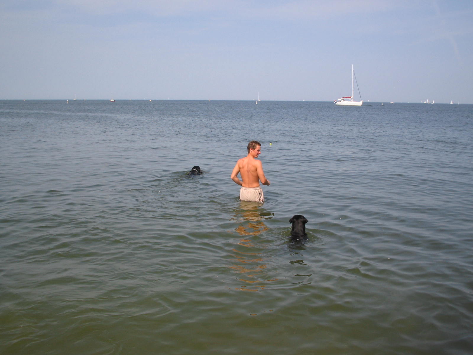 Zwemmen met mn hondjes