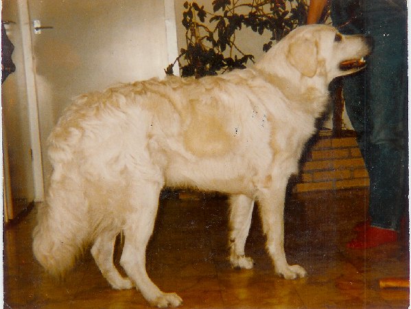 Onze hond Bandor, een Kuvasz
